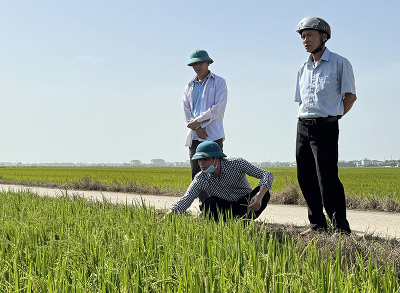 Kiểm tra sản xuất lúa vụ đông-xuân tại xã Xuân Thủy.