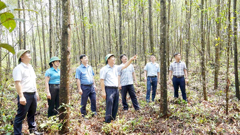 Công ty TNHH MTV LCN Long Đại vừa hoàn thành đánh giá cấp chứng chỉ quản lý rừng bền vững FSC cho hàng nghìn ha rừng trồng nguyên liệu.