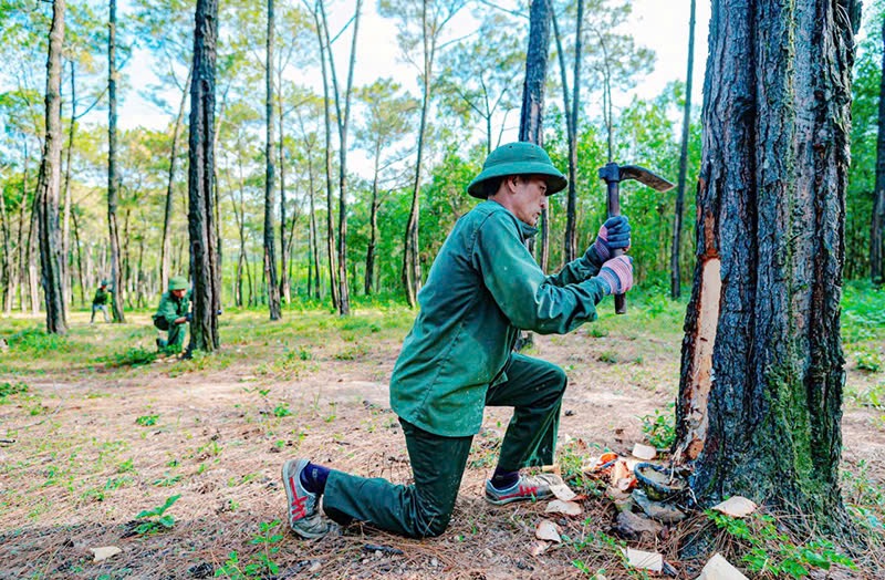 Khai thác nhựa thông góp phần giải quyết việc làm, thu nhập cho lao động và chế biến xuất khẩu.