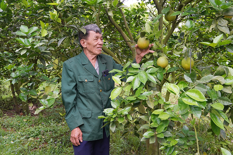 CCB Nguyễn Xuân Tề bên vườn cam OCOP 3 sao của gia đình.