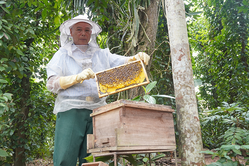 Cựu chiến binh Nguyễn Thanh Bình chăm đàn ong của gia đình.