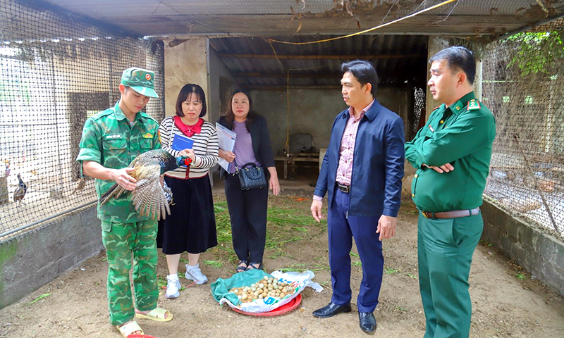 Khi chim trĩ "bén duyên" đất cát ven biển