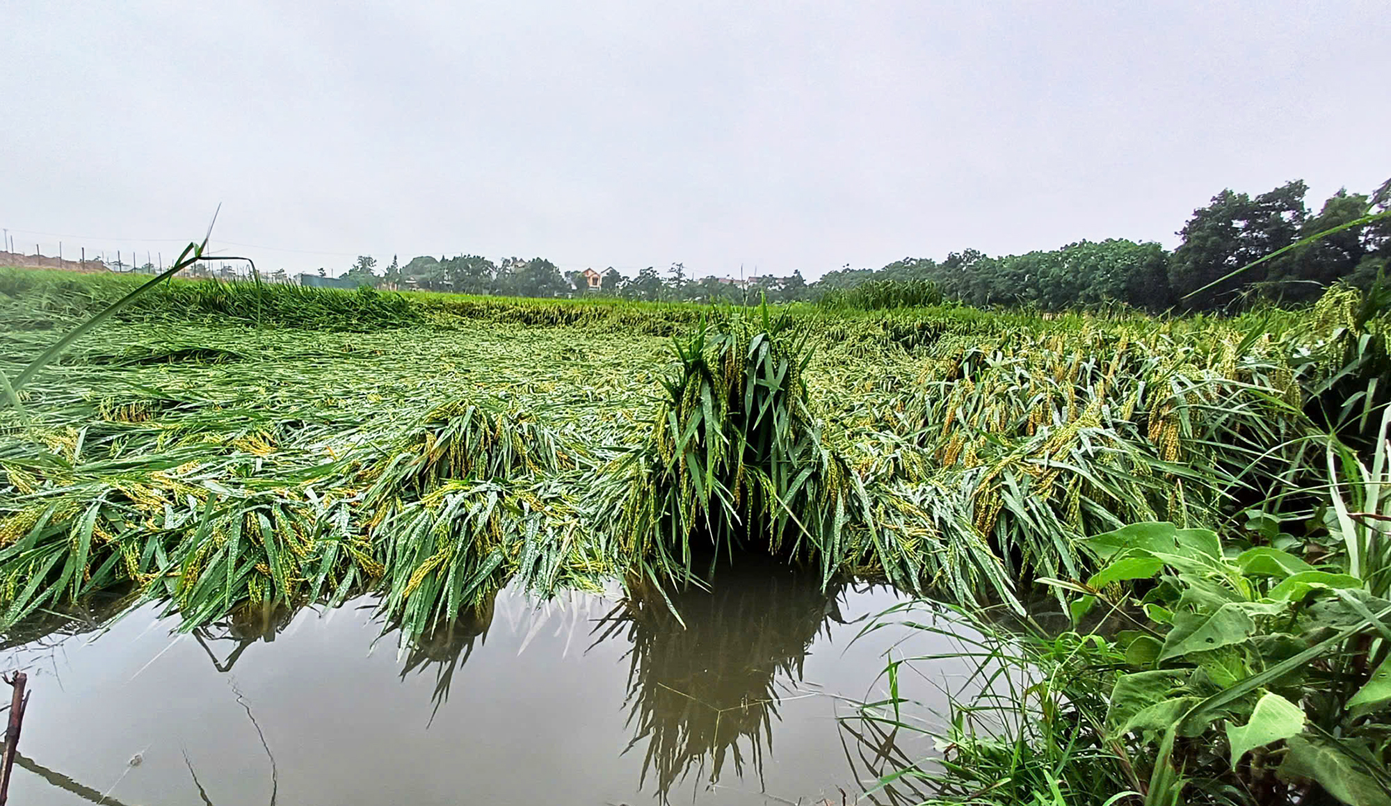 Nhiều diện tích lúa đông-xuân bị đổ ngã do mưa lớn