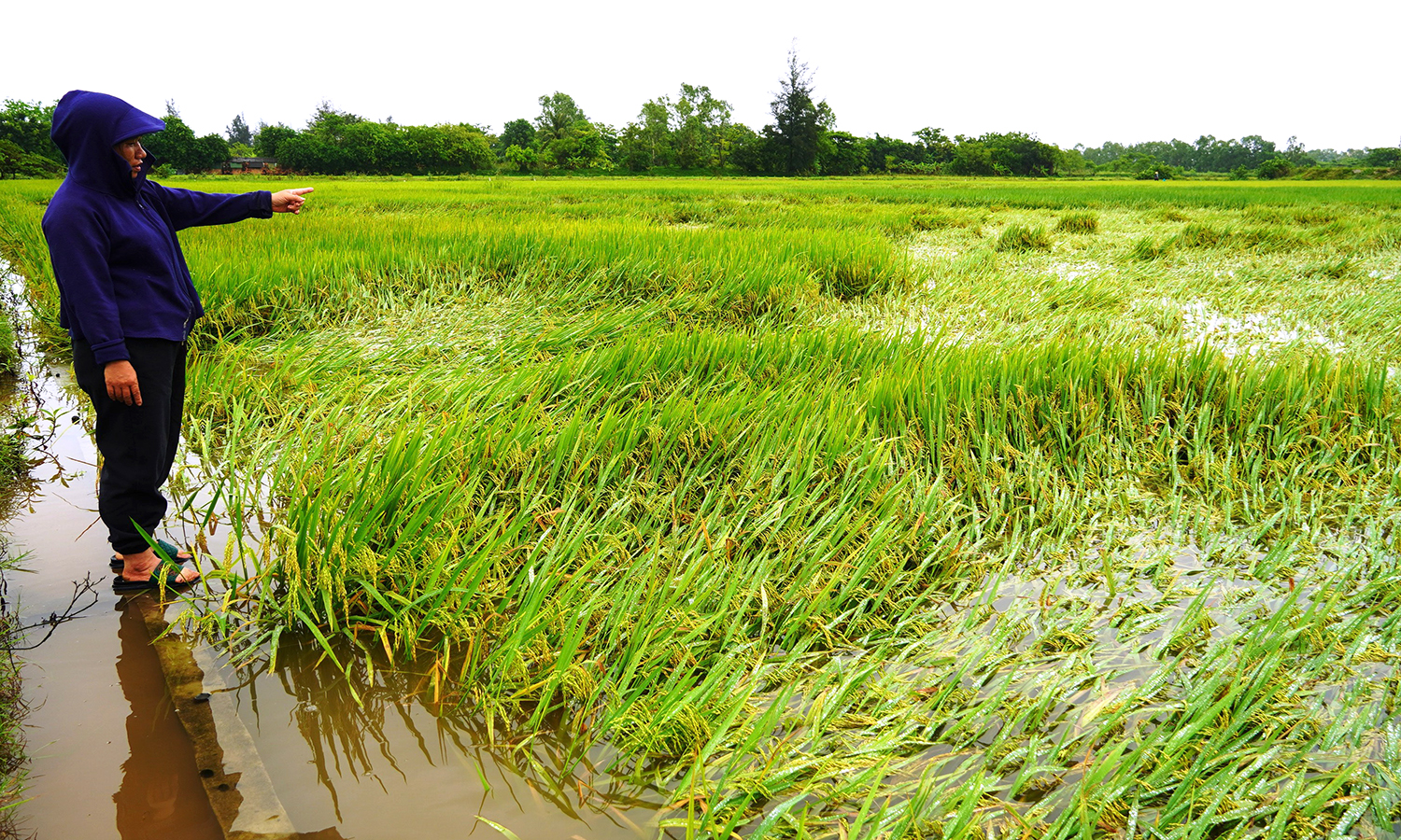 Toàn tỉnh có hơn 1.600ha lúa bị ngã đổ và ngập nước