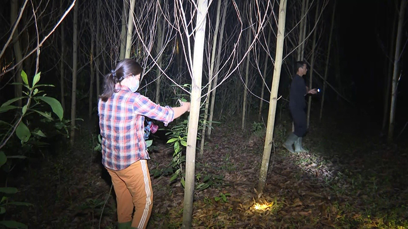 Trắng đêm săn nhộng ve sầu