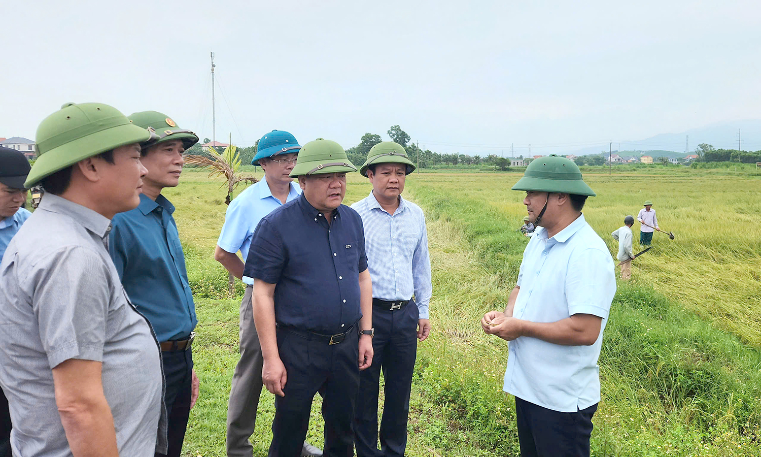 Khẩn trương khắc phục diện tích lúa vụ đông-xuân bị đổ ngã do mưa lớn