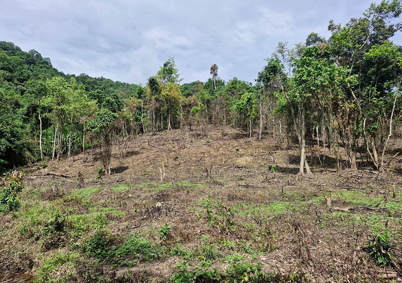 Rừng tự nhiên ở Kim Hóa bị xâm phạm