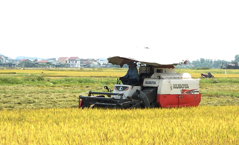 Năng suất lúa TX. Ba Đồn đạt hơn 60 tạ/ha