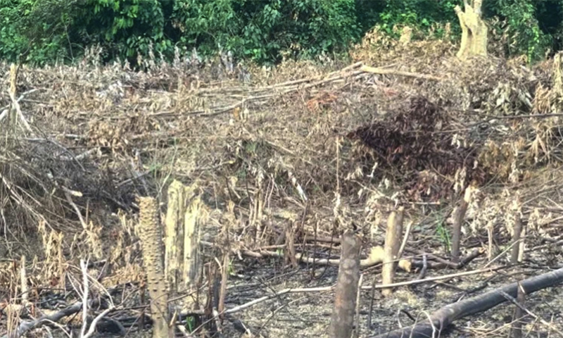 Một cá nhân bị xử phạt hành chính 37,5 triệu đồng về hành vi phá rừng