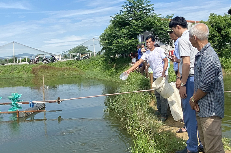 Tập huấn hiện trường kỹ thuật nuôi cá ngạnh thương phẩm