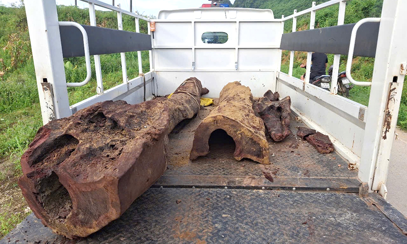 Bố Trạch: Phát hiện gỗ sưa dưới suối ở vùng đệm Vườn Quốc gia Phong Nha-Kẻ Bàng