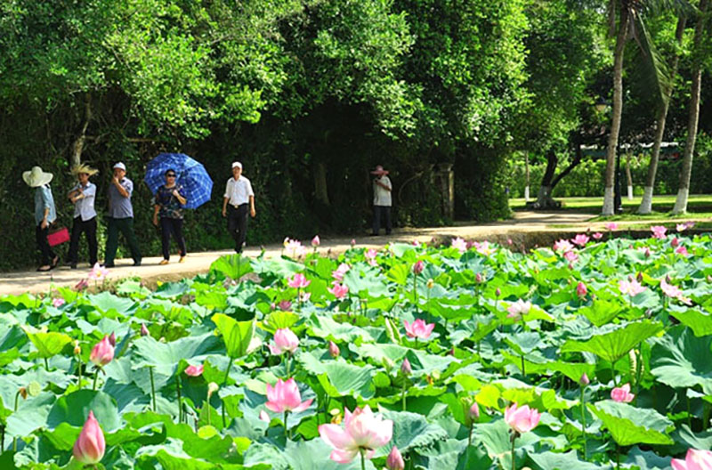 Con về thăm lại Làng Sen