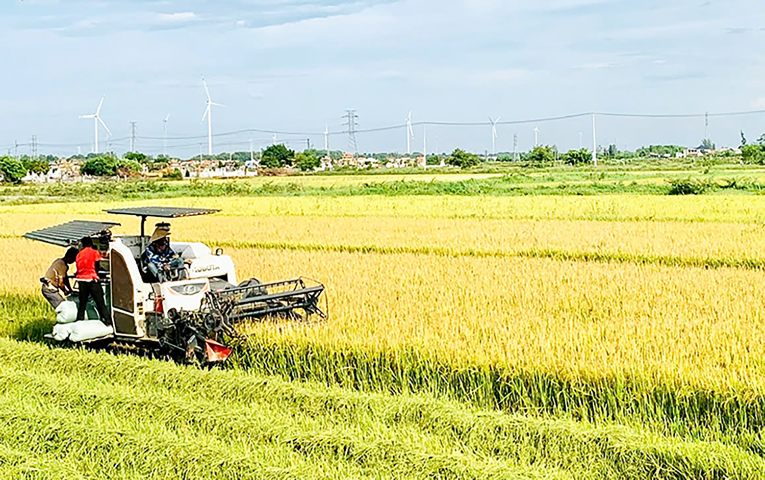 Quảng Ninh: Đẩy nhanh tiến độ thu hoạch lúa đông-xuân