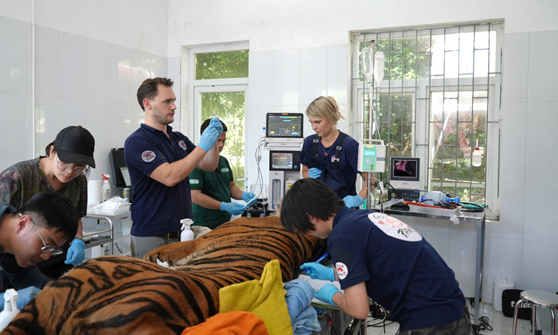 Kiểm tra sức khỏe 7 cá thể hổ quý hiếm, nuôi cứu hộ tại Phong Nha-Kẻ Bàng