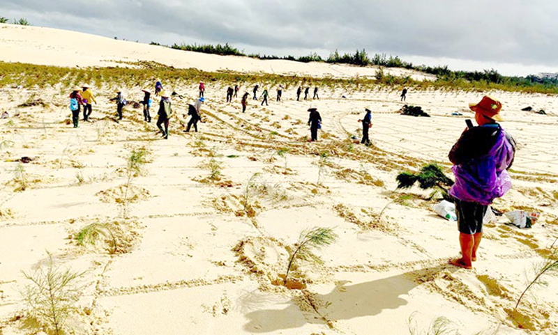 Chú trọng trồng rừng thay thế