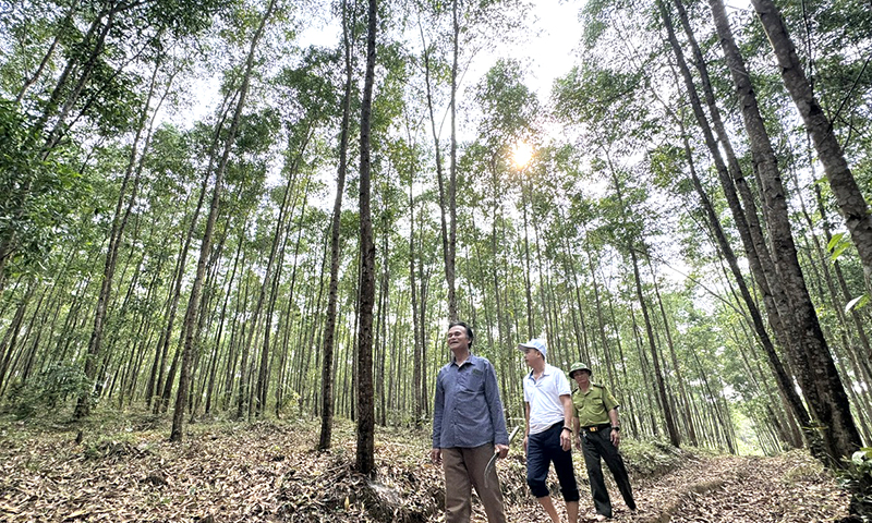 Chủ động phòng cháy, chữa cháy rừng