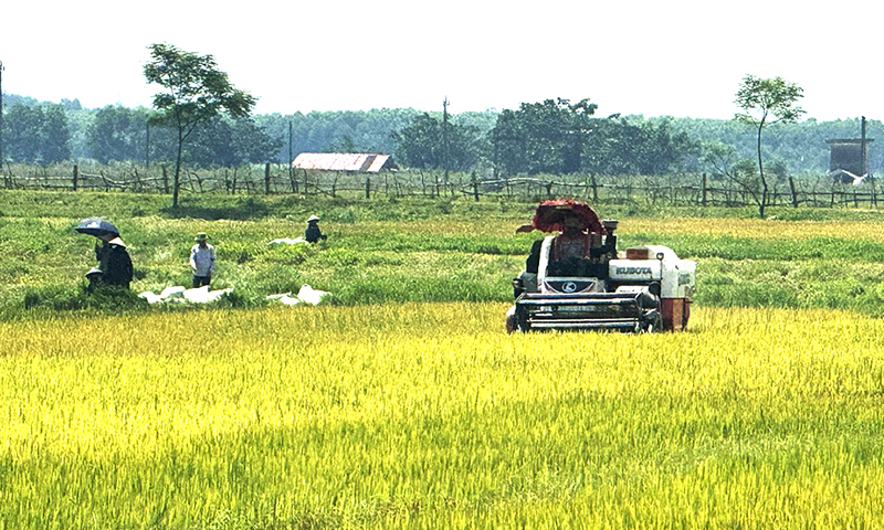 Lệ Thủy: Năng suất vụ lúa đông-xuân ước đạt gần 70 tạ/ha