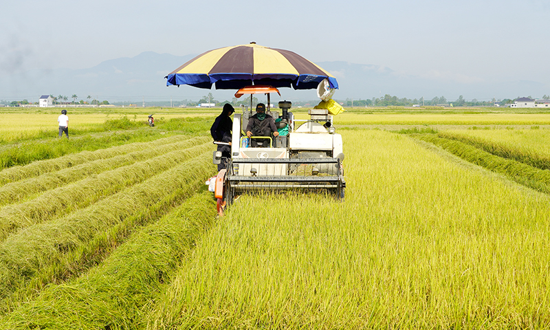 Bố Trạch: Năng suất lúa đông-xuân giảm, giá bán thấp