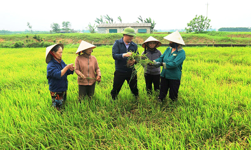 Tập huấn quản lý sức khỏe tổng hợp trên cây trồng chủ lực