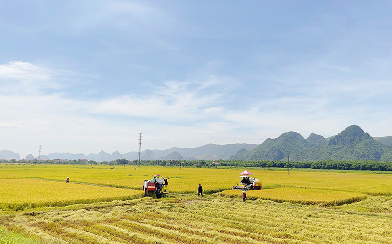 Tuyên Hóa: Năng suất, sản lượng cây trồng vụ đông-xuân đạt và vượt kế hoạch đề ra