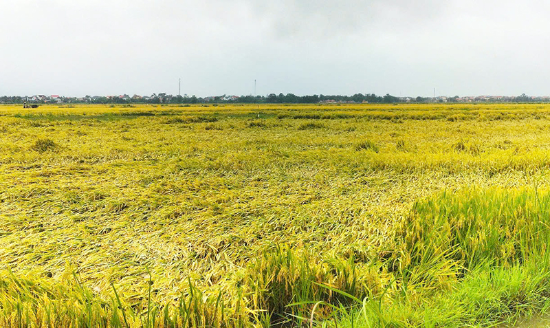 Nhiều diện tích lúa đông-xuân trên địa bàn huyện Quảng Ninh bị đổ rạp do mưa và gió lớn.