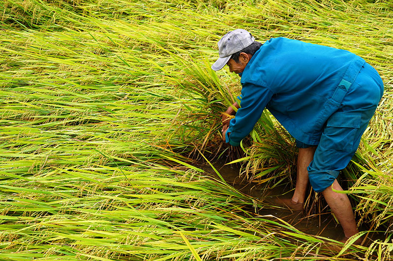 Bà con nông dân phục hồi cây lúa sau ngã đổ