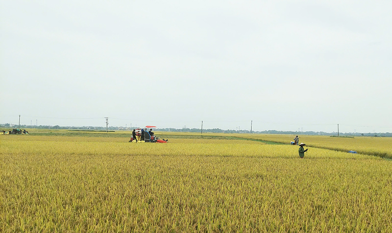 Huần hết diện tích lúa đông -xuân năm 2025 của huyện Quảng Trạch đã chín rộ.