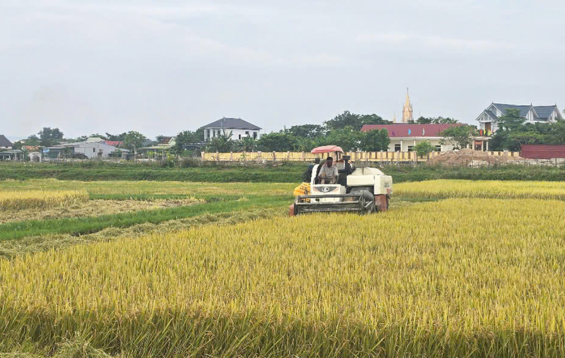 Nông dân Quảng Trạch đẩy nhanh tiến độ thu hoạch lúa đông-xuân.