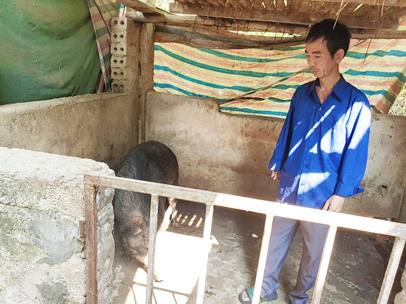 Được hỗ trợ nguồn vốn, anh Trần Đức Dương đầu tư phát triển chăn nuôi, nâng cao thu nhập, ổn định cuộc sống gia đình.