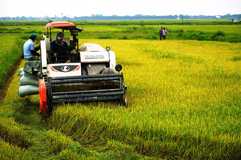  Nông dân xã Lộc Thủy (Lệ Thủy) khẩn trương thu hoạch lúa vụ đông-xuân.
