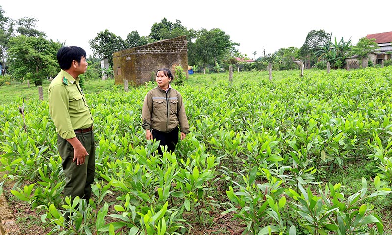 Một cơ sở sản xuất giống cây lâm nghiệp chất lượng tại huyện Lệ Thủy.