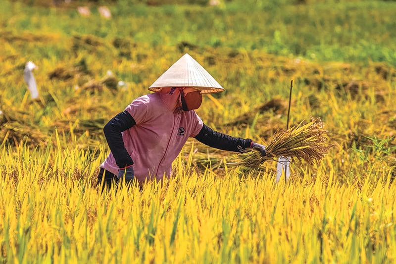 Mùa gặt.