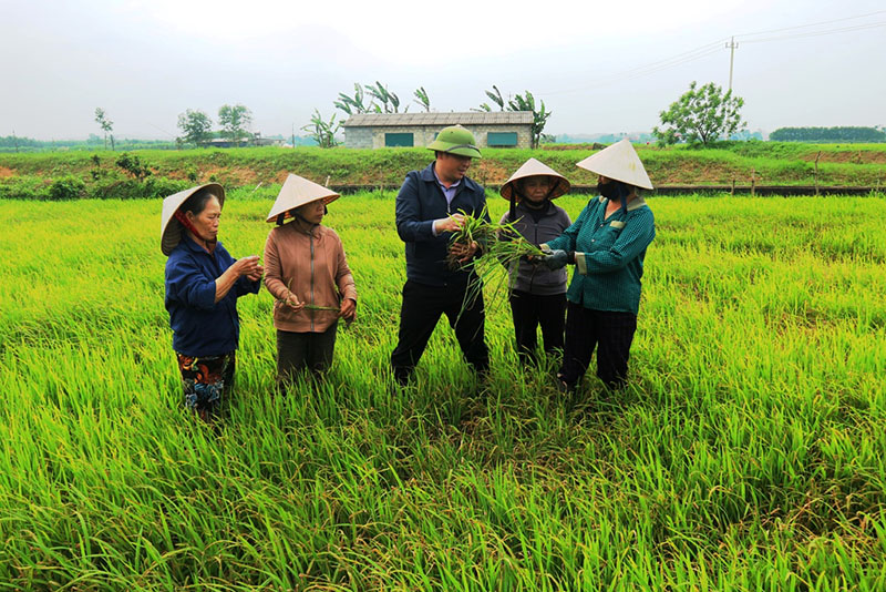 Hướng dẫn nông dân phòng trừ dịch bệnh hại trên cây lúa.