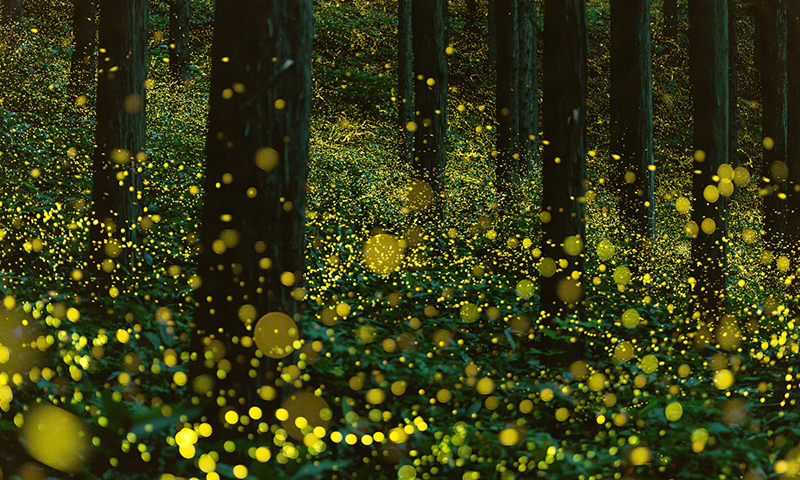 Đom đóm tuổi thơ