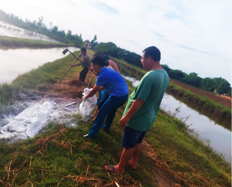 Xử lý xác lợn chết vứt đầy kênh mương