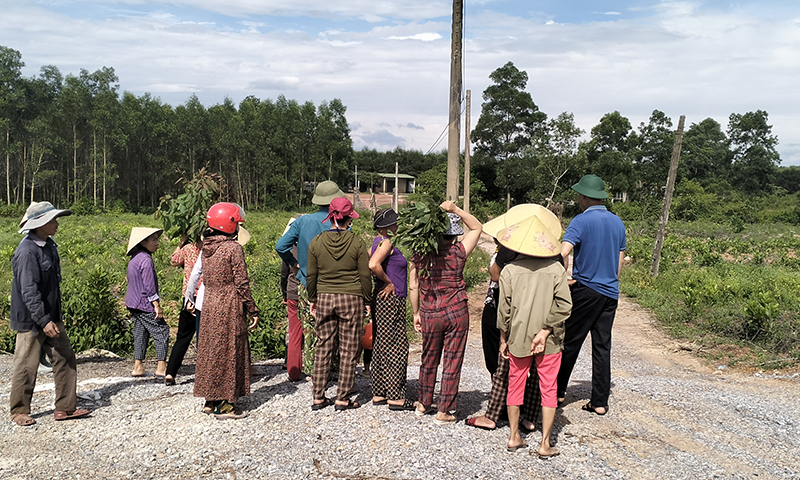 Dân khổ vì trang trại chăn nuôi lợn phát tán mùi hôi