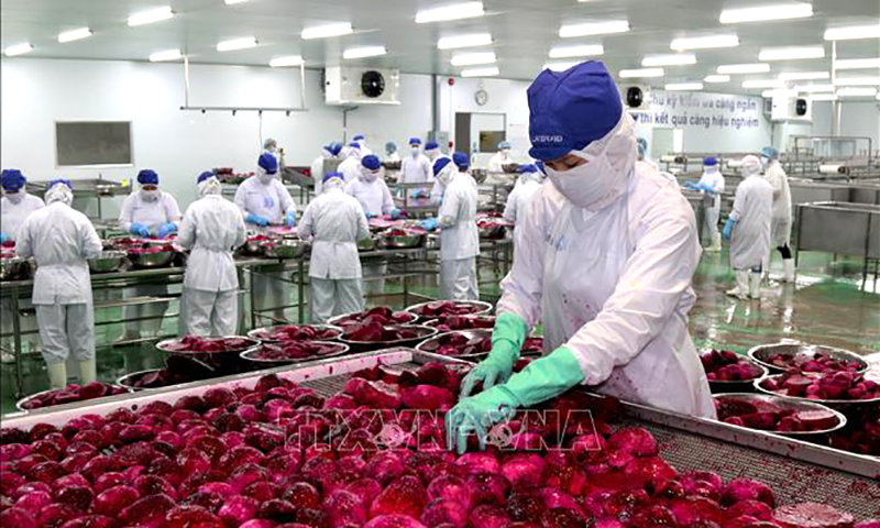 Công nhân tại Nhà máy Lavifood (Bến Lức, Long An) thực hiện công đoạn chế biến trái thanh long. Ảnh tư liệu - minh họa: Bùi Giang/TTXVN
