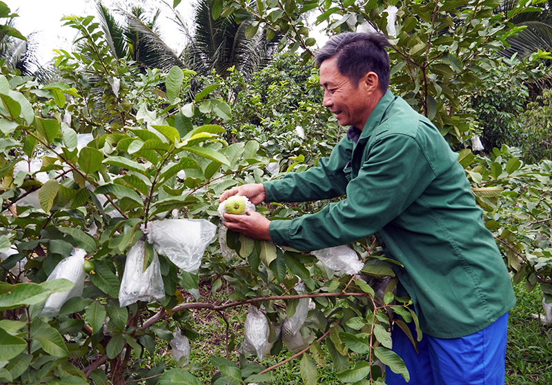 Mô hình trồng ổi mang lại hiệu quả kinh tế cao cho người dân xã Vĩnh Ninh.