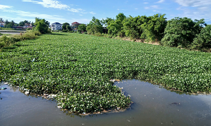 Dòng Hòa Giang đang bị bủa vây bởi bèo tây và rác. Ảnh: Đinh Lưu