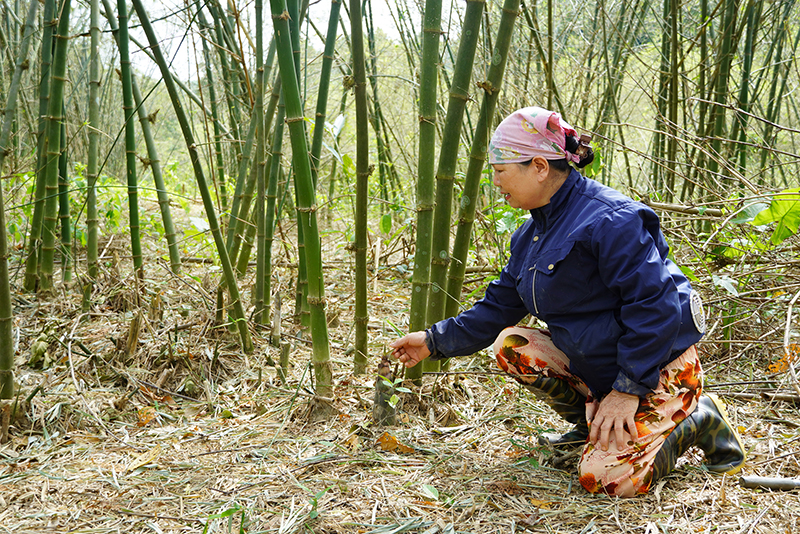 Châu chấu phá hoại khiến cho nhiều cây măng của gia đình bà Nguyễn Thị Chương ở tổ dân phố Chiến Thắng (thị trấn Nông trường Việt Trung, Bố Trạch) không phát triển được.