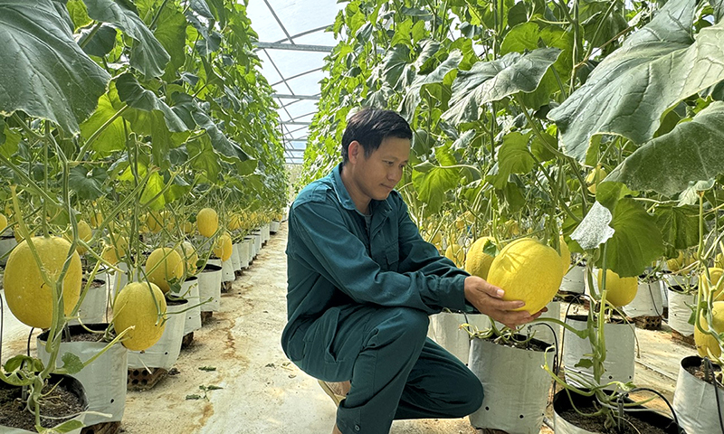 Ứng dụng công nghệ cao vào trồng dưa lưới tại xã Hưng Thủy.