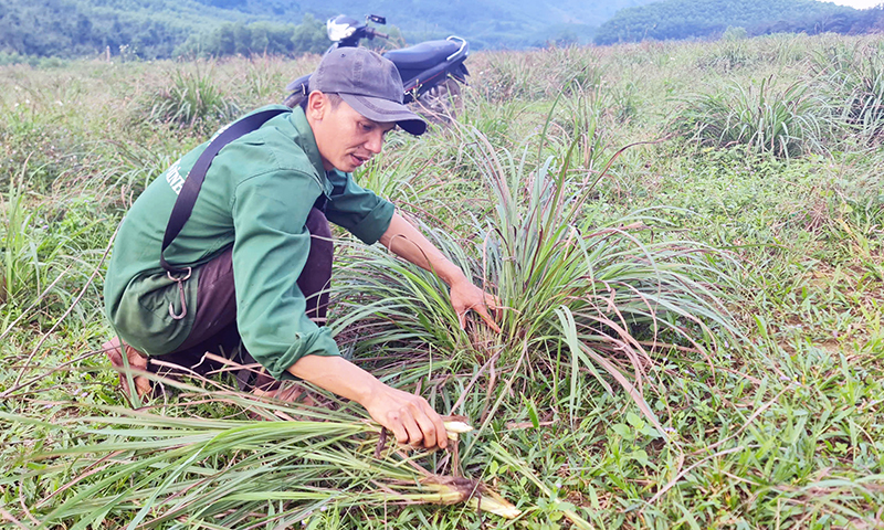 Quy mô sản xuất nông nghiệp của người dân ở vùng khai thác khoáng sản vẫn còn mang tính nhỏ lẻ và bấp bênh.