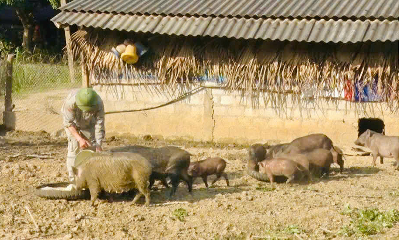 Mô hình chăn nuôi lợn rừng lai của anh Trương Xuân Năm, xã Tân Hóa bước đầu cho hiệu quả kinh tế khá.   