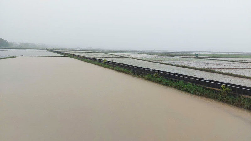 Nhiều diện tích lúa bị ngập sâu trong nước