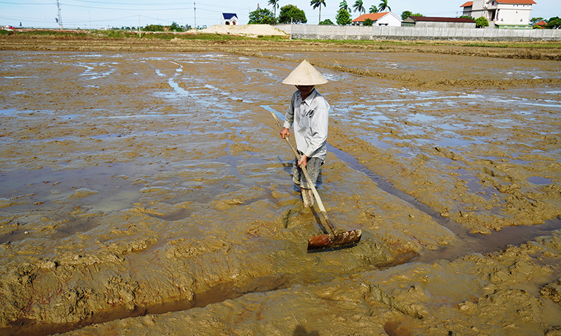 Nông dân xã Đại Trạch (Bố Trạch) tiến hành gieo lại diện tích lúa bị hư hỏng.