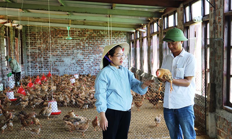 Trang trại anh Nguyễn Văn Hoàng sử dụng phân quế để nuôi gà.