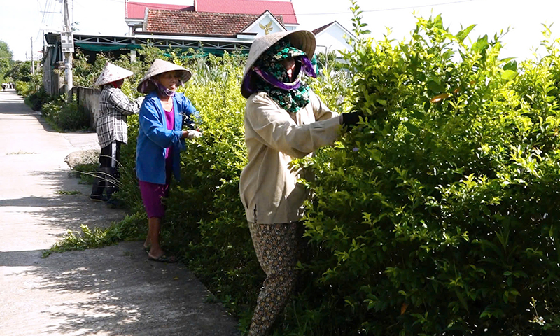 Hội viên nông dân xã Quảng Thủy thường xuyên dọn dẹp vệ sinh, cắt tỉa cây trên các tuyến đường tự quản.