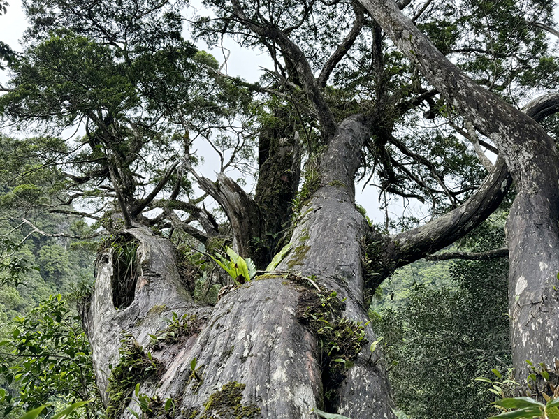 Bách xanh đá ở VQG Phong Nha-Kẻ Bàng.