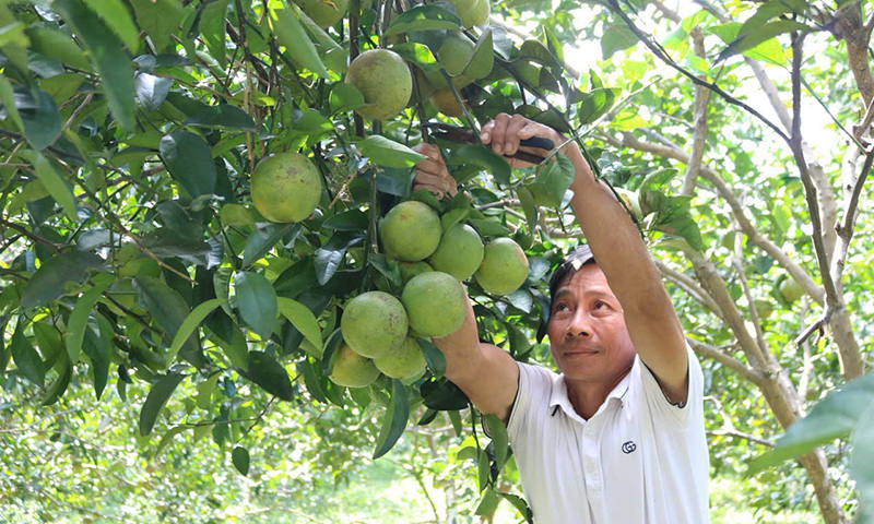 Chuyển đổi đất gò đồi, đất trồng cao su sang trồng các loại cây ăn quả đem lại hiệu quả kinh tế cao.