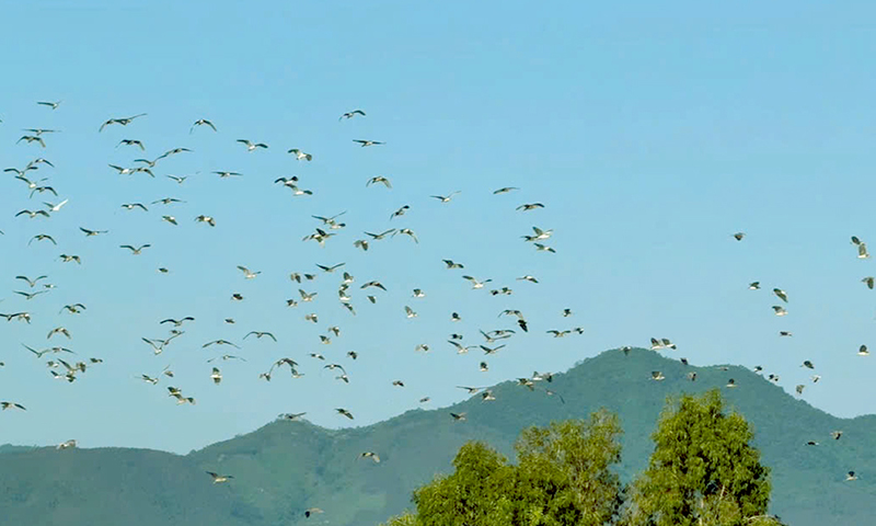 Mùa chim làm tổ. Ảnh: INTERNET